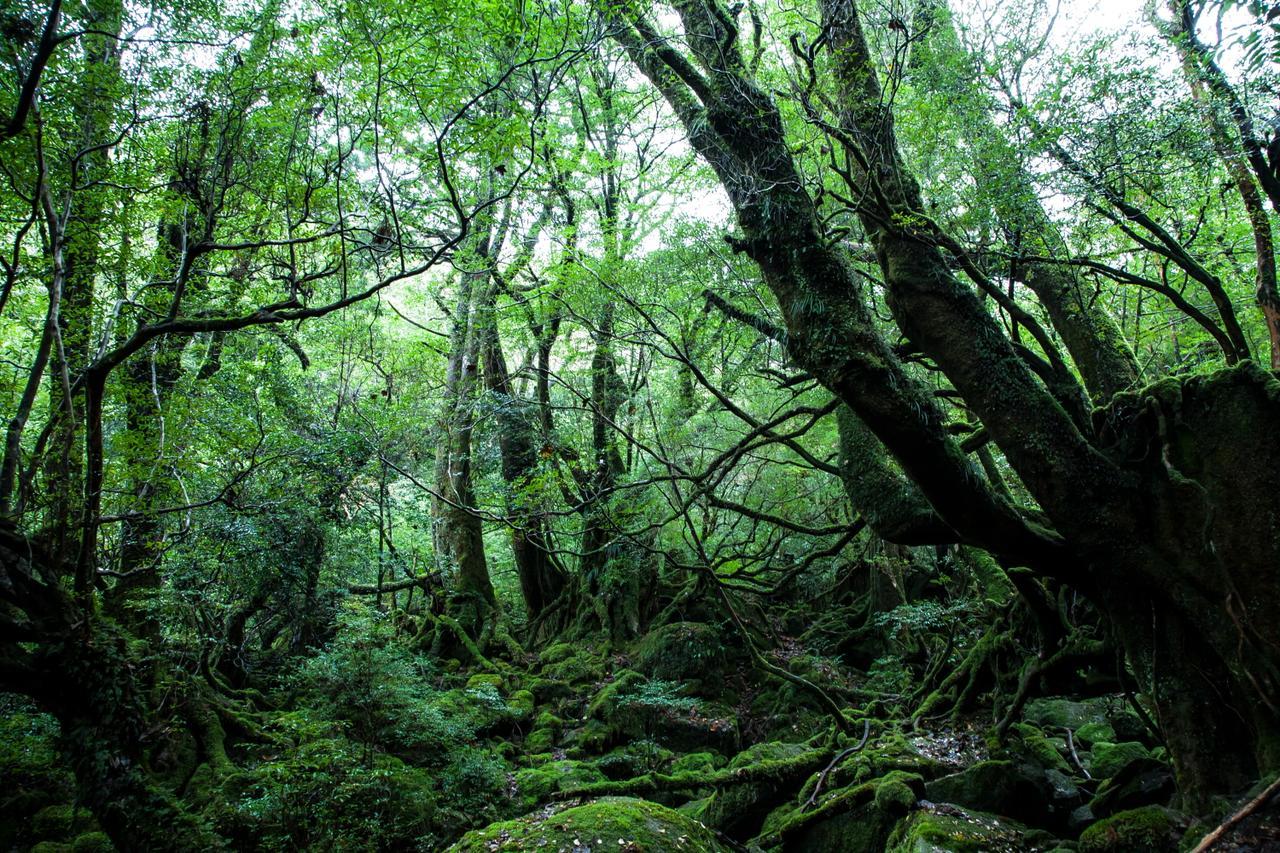Hotel Ananda Chillage Yakushima Yakushima  Exterior foto